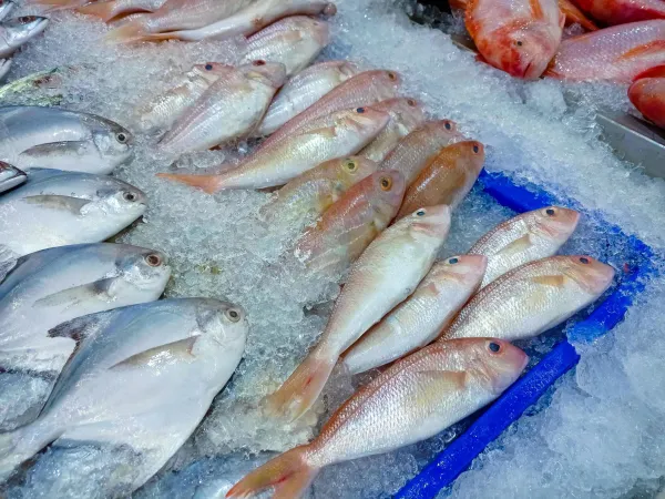 Nigeria's Fish Production Falls Short, Urges Cooperative Action