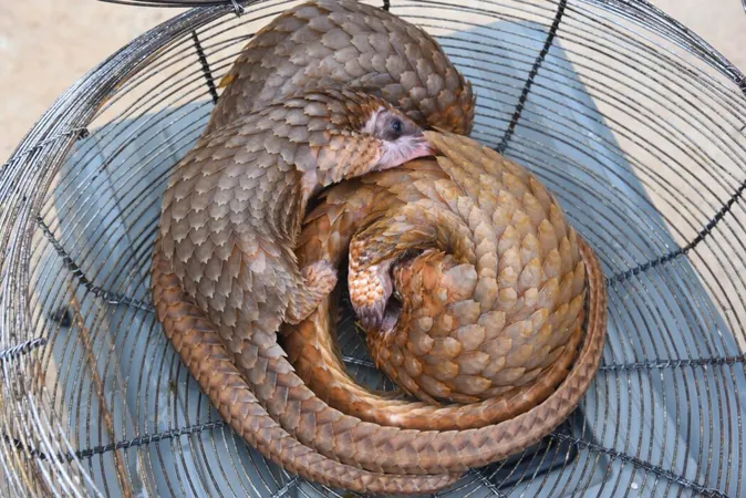 Customs Unit Intercepts Three Live Pangolins in Ogun