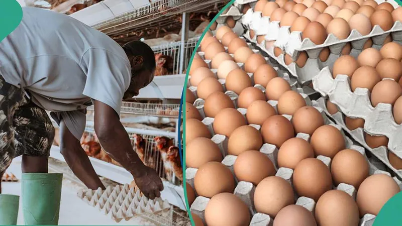 Nigeria's Egg Prices Decline Amid High Inflation Rates