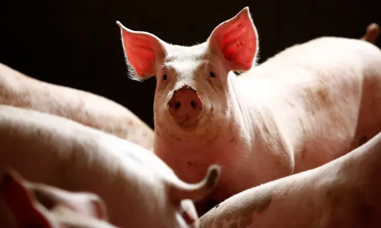 Ogun State Government Urges Farmers to Combat Swine Fever