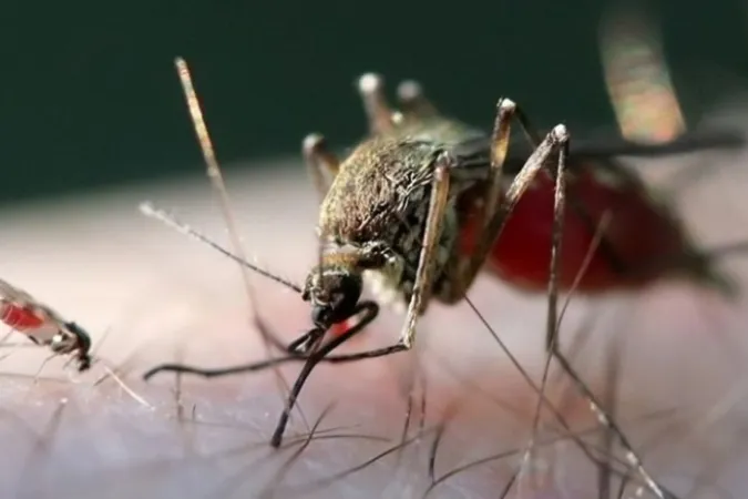 First Human Case of Shamonda Virus Confirmed in France