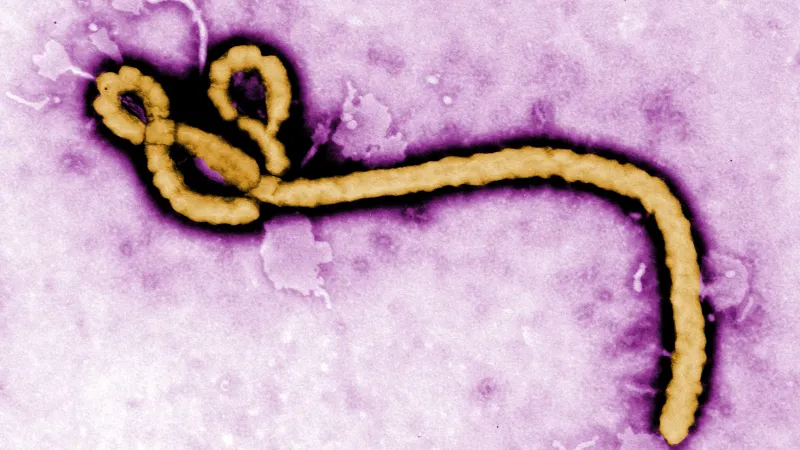 WHO Launches Ebola Vaccine Trial in DR Congo