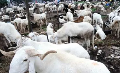 Lagos Warns Against Highway Ram Sales for Eid-el-Kabir