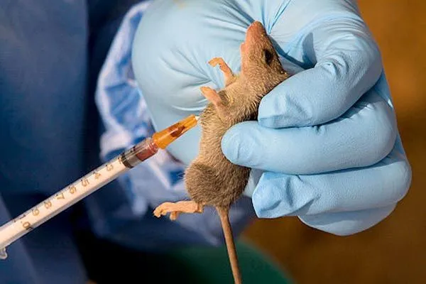 Nigeria Reports 1,000 Lassa Fever Cases in 2026