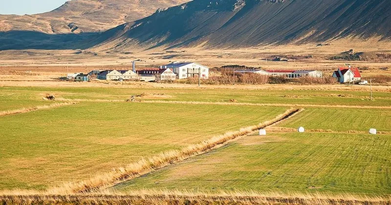 Mosquitoes Found in Iceland for the First Time